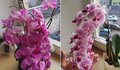 Norite, kad orchidėja sukrautų tiek žiedų? Išdavė, ką daryti (tv3.lt fotomontažas)