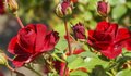 Rožės (nuotr. Shutterstock.com)