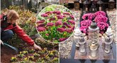 Kapuose sodinkite šias gėles: per Vėlinės nereikės net puokštės (tv3.lt fotomontažas)