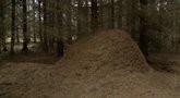 Biržų rajono gyventojos miške aptiko rekordinio dydžio skruzdėlyną: apjuosti reikėtų 5 vyrų (nuotr. stop kadras)