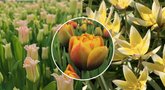 Tulpės šiemet pražydo anksčiau (tv3.lt koliažas)