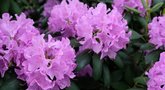 Rododendrai (nuotr. Shutterstock.com)