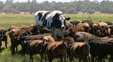 2 metrų ūgio karvė stebina Australus (nuotr. stop kadras)