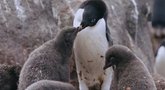 Pasaulyje minima Pingvinų diena: šie gyvūnai labiausiai jaučia šiltėjančio klimato padarinius (nuotr. stop kadras)