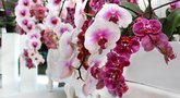 Pabarstykite orchidėjas šiais milteliais: apdovanos įspūdingais žiedais (nuotr. Shutterstock.com)