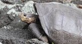 Atradimas: Galapaguose rastas vėžlys – rūšies, šimtmetį laikytos išnykusia (nuotr. stop kadras)