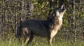 Prasideda vilkų medžioklės sezonas: šiemet leis sumedžioti 175 vilkus, tačiau gyventojai tai vertina prieštaringai (nuotr. stop kadras)