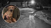 Vilkas Mockų gyventojos šunį nusinešė jai iš po kojų: gyventojai įbauginti (tv3.lt koliažas)