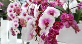 Orchidėja (nuotr. Shutterstock.com)