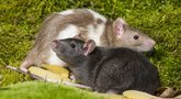 Žiurkių nebeliks turbo greičiu: štai, kas padės (nuotr. 123rf.com)