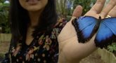 Britų gamtininkai trina rankomis: padaugėjo drugelių  