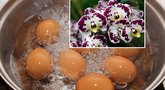 Kiaušinių nuoviras itin naudingas gėlėms  (tv3.lt fotomontažas)