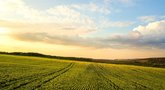 Virsmas pesticidų efektyvumą didinančių preparatų gamyboje: naftos pagrindą keičia ekologinis aliejus   