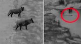 Pasieniečiai nufilmavo intriguojančią vilkų ir bebro akistatą  