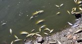 Kazlų rūdos meras: tvenkinyje išgaišus žuvims, pavojus dėl ligų kyla žmonėms ir gyvuliams (nuotr. Raimundo Maslausko)
