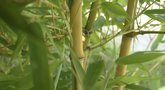 Kauno botanikos sode – egzotiniai vaisiai: galima išvysti bananų, bambukų ar net figmedžių (nuotr. stop kadras)