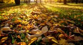 Manote, kad rudenį reikia grėbti lapus? Klystate (nuotr. 123fr.com)  