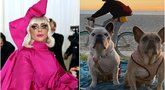 Lady Gaga ir jos šunys (nuotr. SCANPIX) tv3.lt fotomontažas