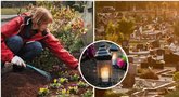 Kapuose ragina sodinti šias gėles: Motinos dienai atrodys tobulai (nuotr. Shutterstock.com, Fotodiena.lt, Fotodiena/Justino Auškelio)  