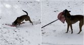 Geriausias pagalbininkas: nufilmavo sniegą entuziastingai kasantį šunį (nuotr. stop kadras)