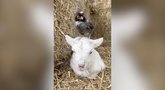 Nufilmavo neeilinę aviuko ir viščiuko draugystę: gyvūnų poelgis prajuokino internautus (nuotr. stop kadras)