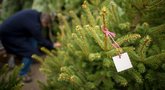 Kalėdinių eglučių pirkimas  (nuotr. Shutterstock.com)