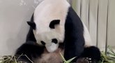 Panda gimdo (nuotr. stop kadras)