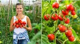Sodininkė Irena atskleidė geriausius pomidorų auginimo patarimus: augs kaip pašėlę  (nuotr. 123rf.com)