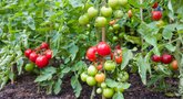 Išdavė geriausias pomidorų veisles: užsirašykite kitiems metams (nuotr. 123rf.com)