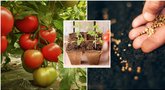 Pomidorų sėjimas (nuotr. Shutterstock.com, 123fr.com)  