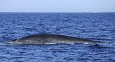 Braido raukšlėtasis banginis (nuotr. SCANPIX)