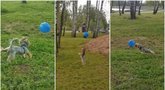 Jorkšyro terjero žaidimas su balionu nepalieka abejingų – meistriškai išlaiko ore (nuotr. stop kadras)