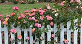 Atskleidė geriausias namines trąšas rožėms: sukraus įspūdingą kiekį žiedų (nuotr. Shutterstock.com)