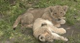 Susipažinkite, tai Hero ir Haru. Klaipėdos zoologijos sodo naujokai, pustrečio mėnesio mažyliai liūtukai. (nuotr. stop kadras)