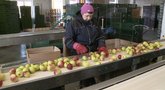 Saugyklose apstu pernykščio derliaus obuolių: „Galime šiais metais ir nepabaigti“ (nuotr. stop kadras)