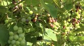 Lietuvoje populiarėja vynuogynai: orai tampa vis palankesni (nuotr. stop kadras)