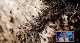 Sužinokite: kokia natūrali priemonė geriausiai atbaido skruzdėles? (nuotr. stop kadras)