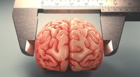 Intelekto koeficientas: 8 mitai apie mūsų smegenis (nuotr. SCANPIX)