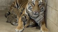 Tigrai (nuotr. stop kadras)