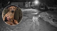 Vilkas Mockų gyventojos šunį nusinešė jai iš po kojų: gyventojai įbauginti (tv3.lt koliažas)