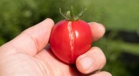 Pamirškite sutrūkinėjusius pomidorus: štai, ką reikia daryti (nuotr. 123rf.com)