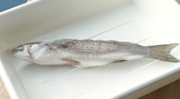 Baltijos jūroje – naujokė: žvejai mokslininkams pristatė dar nematytą žuvį (nuotr. stop kadras)
