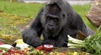 Berlyno zoologijos sode – seniausia pasaulyje gorila: švenčia 66-ąjį gimtadienį (nuotr. stop kadras)