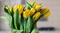 Tulpės  (nuotr. Shutterstock.com)