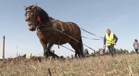 Lazdijų rajone – tradicinės arimo su arkliais varžybos: organizatoriai baiminasi vieno (nuotr. stop kadras)