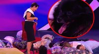 Rusus pribloškė per valstybinę televiziją rodomas „šuo-hipnotizuotojas“ (nuotr. YouTube)