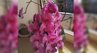 Kaunietės Onutės orchidėjos stebina visas drauges (nuotr. asm. archyvo)