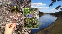 Skaitytojai dalijasi užburiančiais pavasario vaizdais Lietuvoje (Nuotr. tv3.lt fotomontažas)  