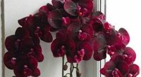 Užburiantis orchidėjų žydėjimas (nuotr. pinterest.com)