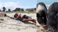 Meksikoje įkurtas neįprastas „Kiaulių paplūdimys“: čia su žmonėmis kartu ilsisi ir paršeliai (tv3.lt koliažas)